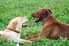 Rhodesian Ridgeback Puppy Groomed by Mother Stock Image - Image of face, comfortable: 41798969 Rhodesian Ridgeback Puppy Groomed... 