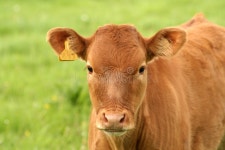 Watchful Eye stock image. Image of environment, breast - 686731