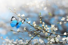 447,753 Cherry Blossom Stock Photos - Free & Royalty-Free Stock Photos from Dreamstime