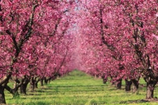 482,968 Cherry Tree Stock Photos - Free & Royalty-Free Stock Photos from Dreamstime
