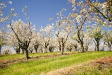 526 Hain Stock Photos - Free & Royalty-Free Stock Photos from Dreamstime - Page 3