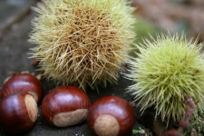 48,647 Chestnuts Stock Photos - Free & Royalty-Free Stock Photos from Dreamstime