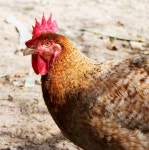 Rooster stock image. Image of bird, head, fowl, clucking - 318811