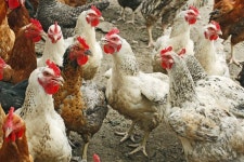 22,034 Poultry Yard Stock Photos - Free & Royalty-Free Stock Photos from Dreamstime