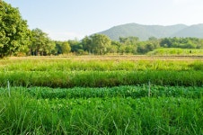 Chinese Kale in Vegetable Garden. Fresh Green Organic Chinese Kale Vegetable Plant on the Farm Stock Photo - Image of bright... 