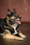 1,884 Chubby Dog Stock Photos - Free & Royalty-Free Stock Photos from Dreamstime - Page 2