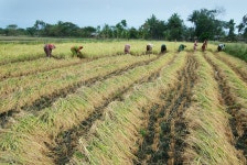 Indian Agriculture editorial image. Image of editorial - 47609325