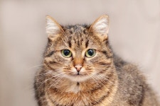 Close-up of a Brown Striped Cat on a Blurred Background Stock Image - Image of wild, fluffy: 279226467