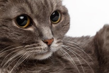 Closeup Gray Cat with Big Round Eyes Stock Image - Image of inquisitive, large: 47346617