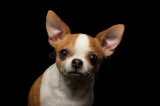 Cavalier King Charles Spaniel on Black Stock Image - Image of canine, domestic: 92145083 Cavalier King Charles Spaniel On Black... 