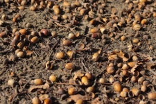 Broken Acorns Stock Photos - Free & Royalty-Free Stock Photos from Dreamstime