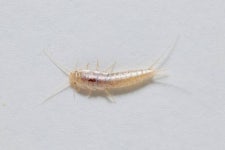 115,011 Pest Bug Stock Photos - Free & Royalty-Free Stock Photos from Dreamstime