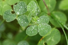 Clover Leaf With Water Drops Picture. Image: 143936489