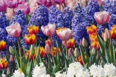 2,924,096 Colorful Flower Stock Photos - Free & Royalty-Free Stock Photos from Dreamstime