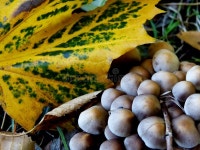 Colorful Leaf and Mushrooms Stock Photo - Image of mushroom, colorful: 33287740