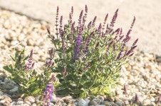 8,127 Sage Plants Stock Photos - Free & Royalty-Free Stock Photos from Dreamstime - Page 2