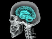Brain stock illustration. Illustration of head, healthcare - 25431844