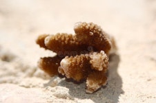 Coral stock image. Image of metaphor, adult, diving, candid - 2802363