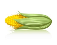 Corn Stalk Stock Illustrations – 9,356 Corn Stalk Stock Illustrations, Vectors & Clipart - Dreamstime