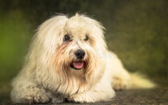 1,840 Coton Stock Photos - Free & Royalty-Free Stock Photos from Dreamstime