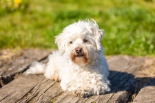 Coton De Tulear Lying Outdoors in the Sun Stock Image - Image of path, coton: 154874055