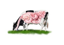 Digestive System Stock Illustrations – 33,438 Digestive System Stock Illustrations, Vectors & Clipart - Dreamstime