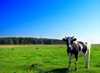 473,673 Cow Stock Photos - Free & Royalty-Free Stock Photos from Dreamstime - Page 29