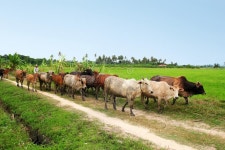 174,952 Cows Stock Photos - Free & Royalty-Free Stock Photos from Dreamstime - Page 4
