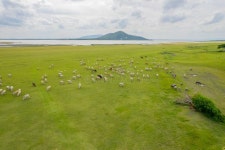 Cows are Grazing in the Meadow by the Lake. Stock Image - Image of landscape, cattle: 309274879
