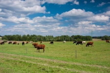 Cattle on Early Spring Pasture Stock Image - Image of pasture, livestock: 89788287 Cattle On Early Spring Pasture Stock Image... 