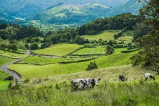 Free Public Domain CC0 Image: Cows On Green Hillside Picture. Image: 91519994