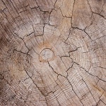 Pine Wood Knot stock image. Image of rings, groove, knots - 913219