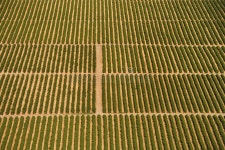 Drone Pov of Corn Maize Field Stock Photo - Image of growth, farming: 93932430 Drone Pov Of Corn Maize Field Stock Photo - Image... 