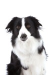 Mixed breed dog stock image. Image of mutt, border, pedigree - 20729071
