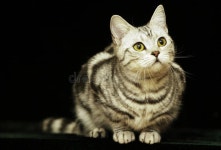 1,469,997 Cat Stock Photos - Free & Royalty-Free Stock Photos from Dreamstime - Page 51