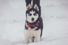 Cute dog hasky in winter stock photo. Image of park - 108271006