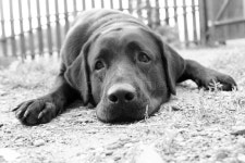 64,289 Sad Cute Dog Stock Photos - Free & Royalty-Free Stock Photos from Dreamstime