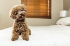 11,423 Poodle Sitting Stock Photos - Free & Royalty-Free Stock Photos from Dreamstime