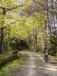 Lagartija (Lagartija) - Photos
