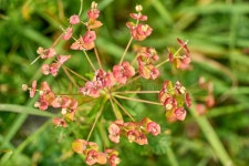 991 Cypress Spurge Stock Photos - Free & Royalty-Free Stock Photos from Dreamstime
