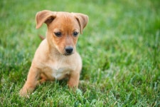 Puppy Dog Hold Flower in Mouth 3 Stock Photo - Image of close... Puppy Dog Hold Flower In Mouth 3 Stock Photo - Image of close... 