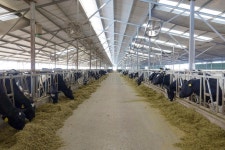 4,605 Animals Farms Stock Photos - Free & Royalty-Free Stock Photos from Dreamstime