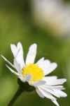 Daisy Picture. Image: 1134788