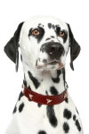 6,068 Dalmatian Puppy Stock Photos - Free & Royalty-Free Stock Photos from Dreamstime