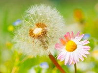 Dandelion stock image. Image of floral, common, daisy - 62586247