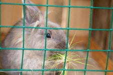 Pig Mixedbreed Stock Photos - Free & Royalty-Free Stock Photos from Dreamstime