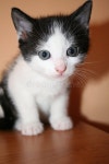 Cute gingery kitten stock photo. Image of playful, kittens - 15064980
