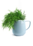 79,461 Dill Herb Stock Photos - Free & Royalty-Free Stock Photos from Dreamstime