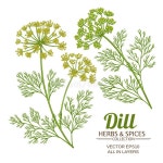 Dill Stock Illustrations – 34,436 Dill Stock Illustrations, Vectors & Clipart - Dreamstime
