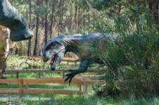 119 Dinosaur Foot Water Stock Photos - Free & Royalty-Free Stock Photos from Dreamstime